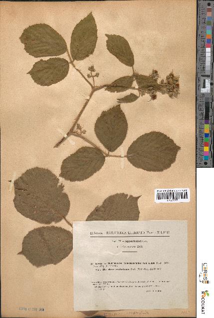 spécimen de Rubus tereticaulis