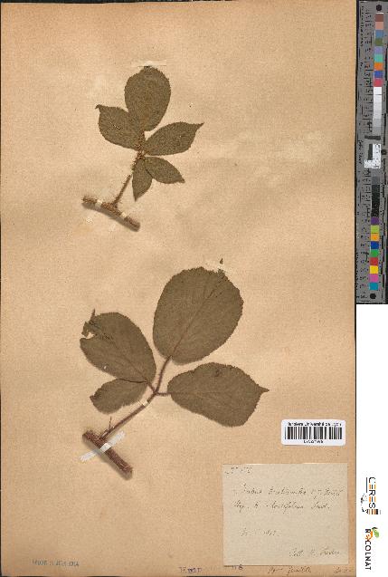 spécimen de Rubus tereticaulis