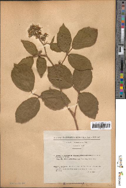 spécimen de Rubus tereticaulis