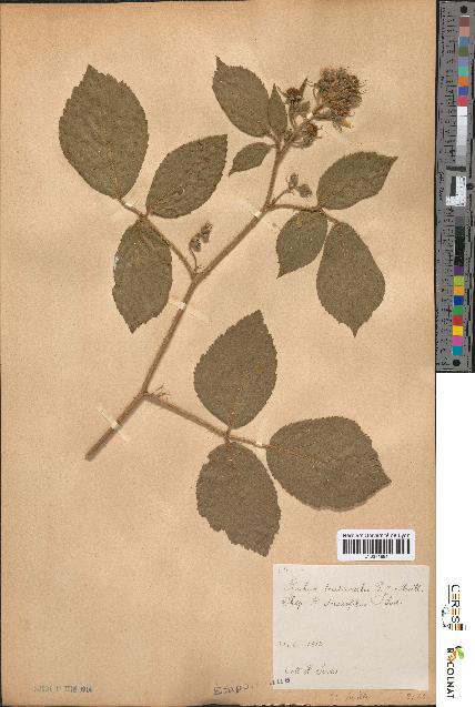 spécimen de Rubus tereticaulis