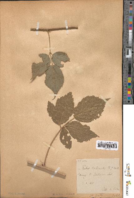 spécimen de Rubus tereticaulis