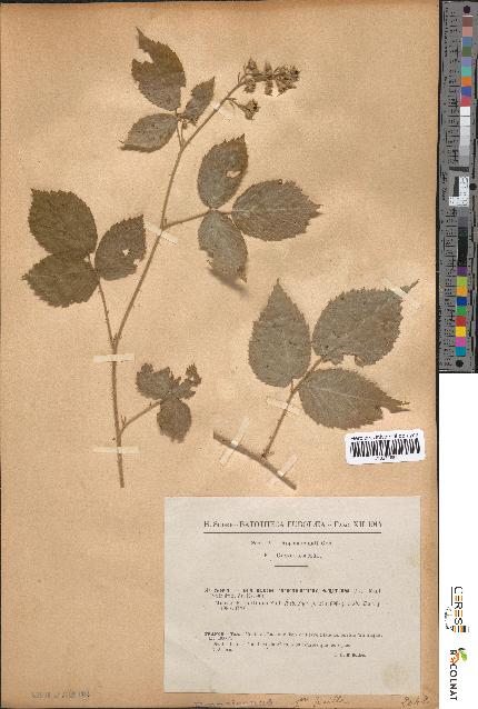 spécimen de Rubus tereticaulis