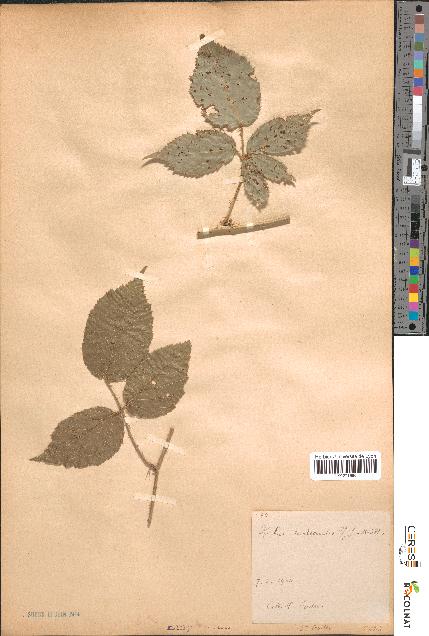 spécimen de Rubus tereticaulis