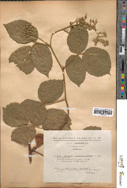 spécimen de Rubus tereticaulis