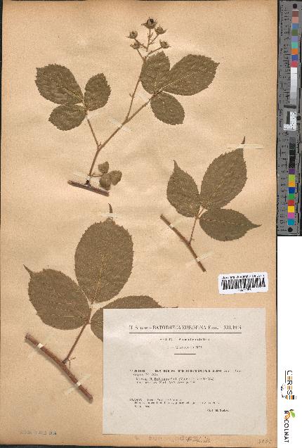 spécimen de Rubus tereticaulis