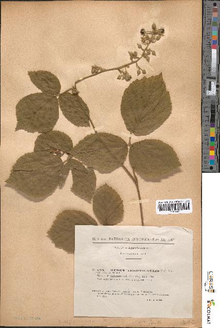 spécimen de Rubus tereticaulis