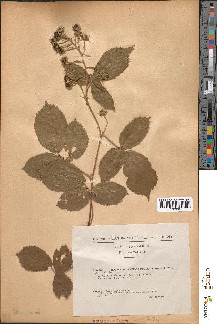 spécimen de Rubus tereticaulis