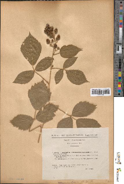 spécimen de Rubus tereticaulis