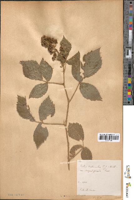 spécimen de Rubus tereticaulis