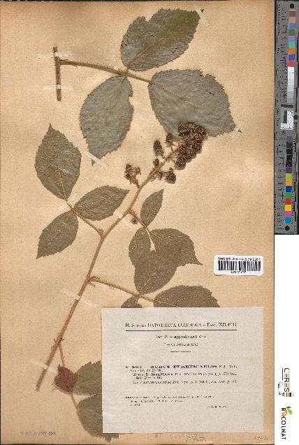 spécimen de Rubus tereticaulis