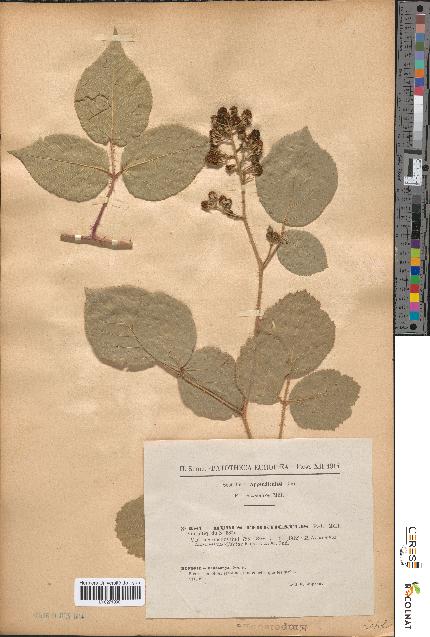 spécimen de Rubus tereticaulis