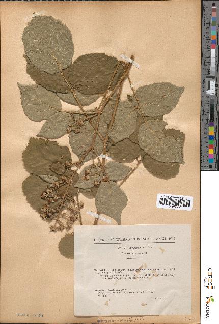 spécimen de Rubus tereticaulis