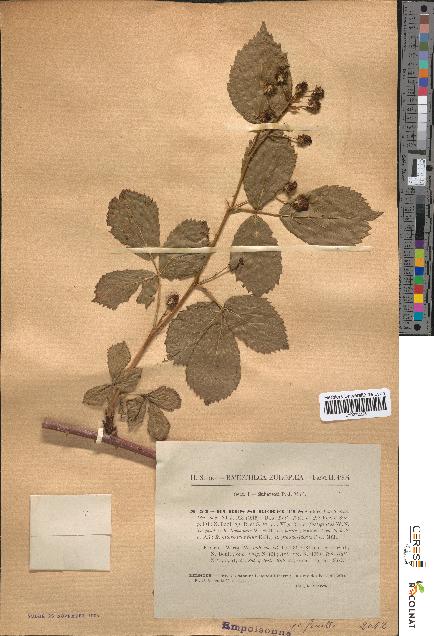 spécimen de Rubus suberectus