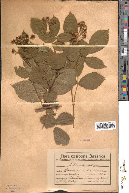 spécimen de Rubus suberectus