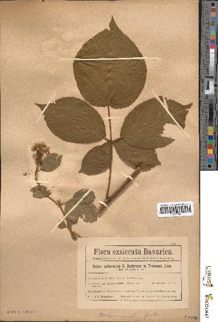 spécimen de Rubus suberectus