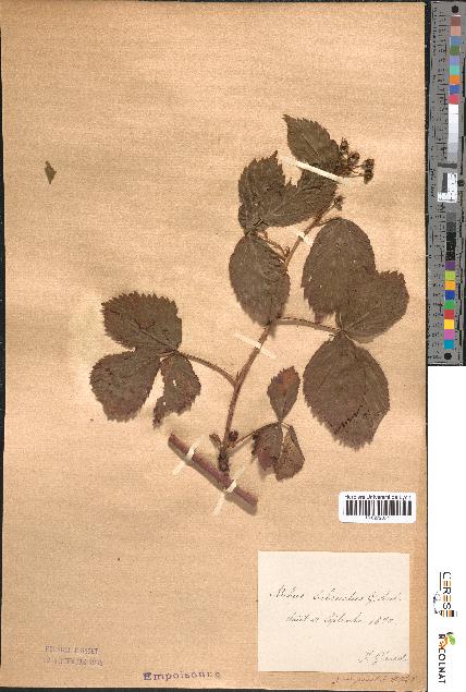 spécimen de Rubus suberectus