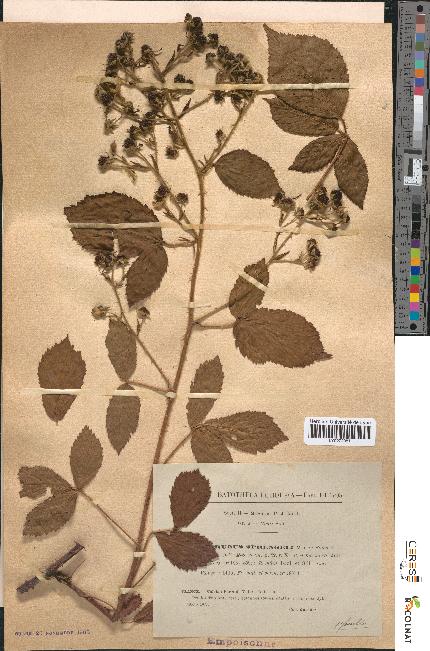 spécimen de Rubus sprengelii