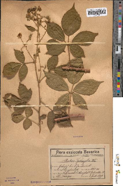 spécimen de Rubus sprengelii