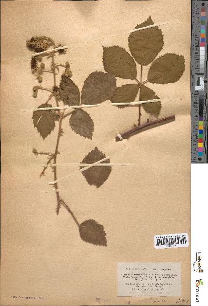 spécimen de Rubus robustus