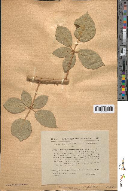 spécimen de Rubus robustus