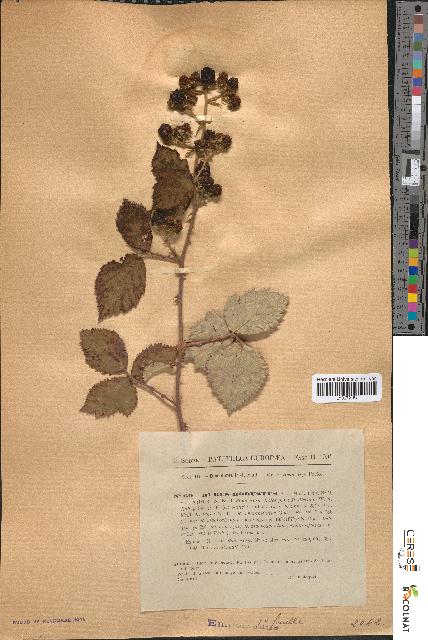 spécimen de Rubus robustus