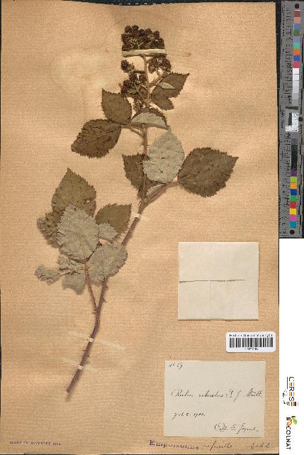 spécimen de Rubus robustus