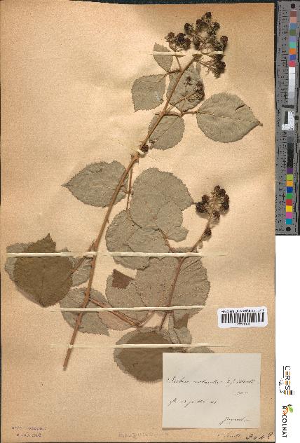 spécimen de Rubus robustus