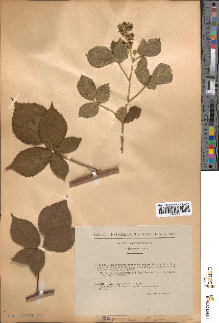 spécimen de Rubus rosaceus