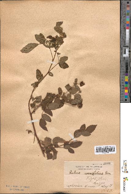 spécimen de Rubus rosaefolius