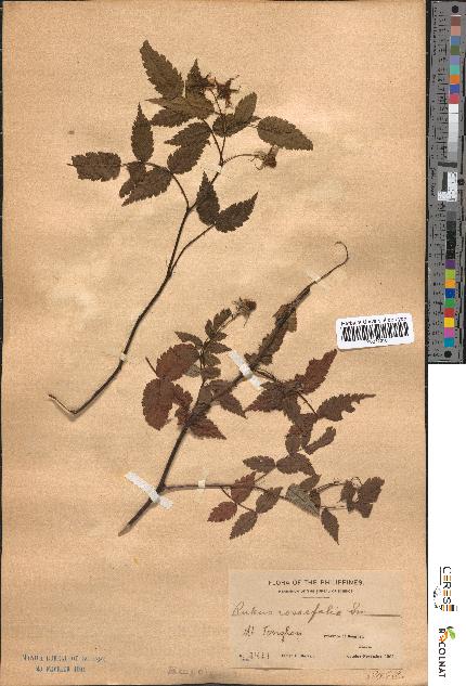 spécimen de Rubus rosaefolius