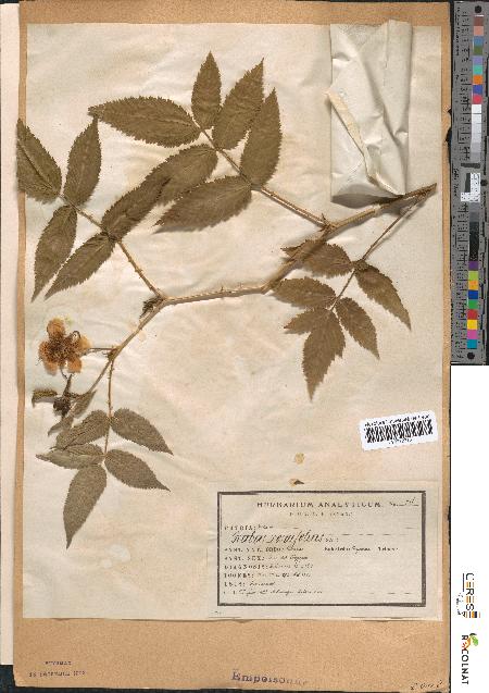 spécimen de Rubus rosaefolius