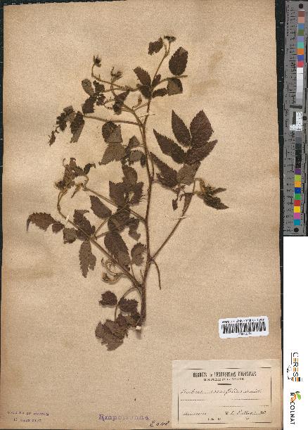 spécimen de Rubus rosaefolius