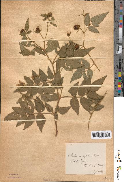 spécimen de Rubus rosaefolius