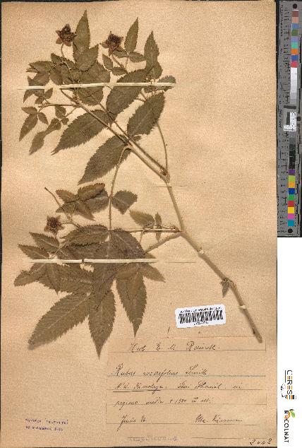 spécimen de Rubus rosaefolius