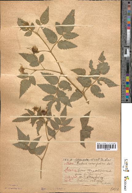 spécimen de Rubus rosaefolius