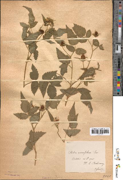 spécimen de Rubus rosaefolius