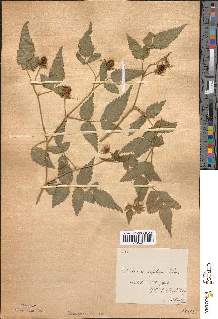 spécimen de Rubus rosaefolius