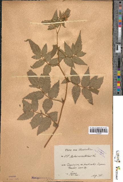 spécimen de Rubus rosaefolius