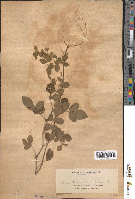 spécimen de Rubus rosaefolius