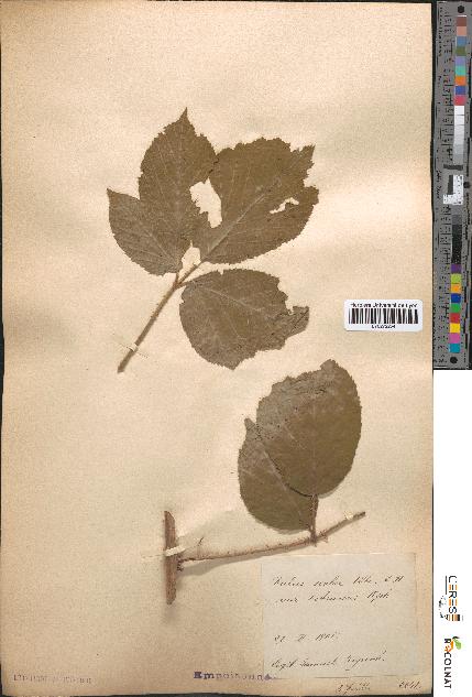 spécimen de Rubus scaber