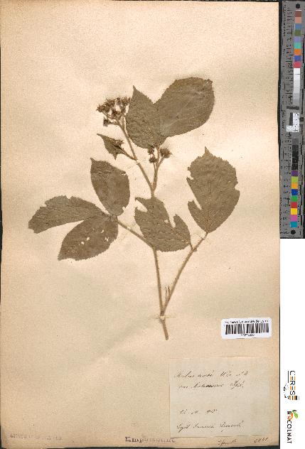 spécimen de Rubus scaber