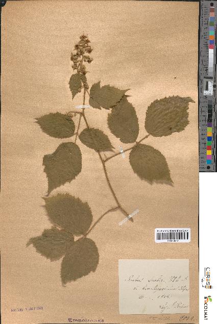 spécimen de Rubus scaber