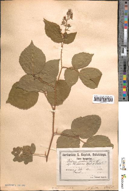 spécimen de Rubus scaber