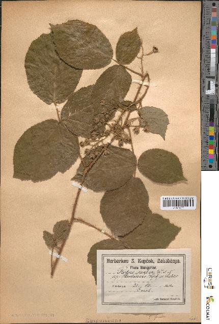 spécimen de Rubus scaber