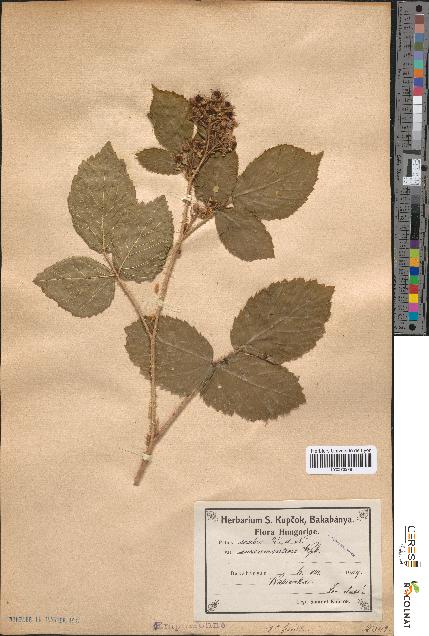 spécimen de Rubus scaber