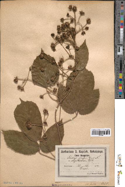 spécimen de Rubus scaber