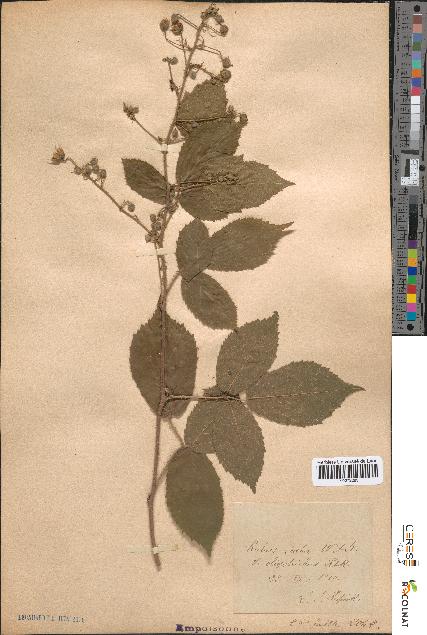 spécimen de Rubus scaber