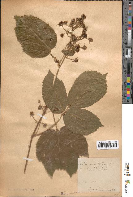 spécimen de Rubus scaber