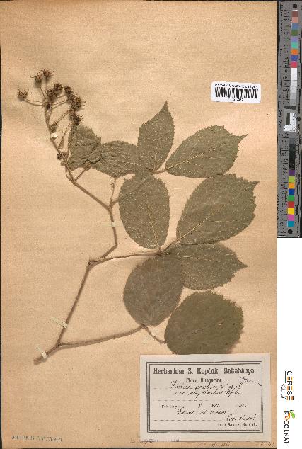 spécimen de Rubus scaber