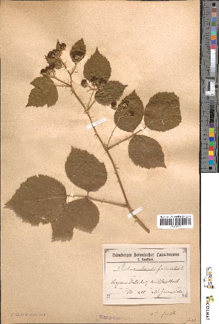 spécimen de Rubus rhombifolius